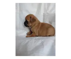 Purebred pug puppies looking for a new family - 5