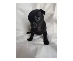 Purebred pug puppies looking for a new family - 6