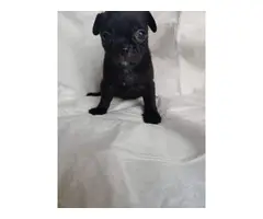 Purebred pug puppies looking for a new family - 7
