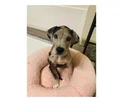 Sweet Great Dane merle puppy looking for good home
