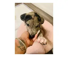 Sweet Great Dane merle puppy looking for good home - 2