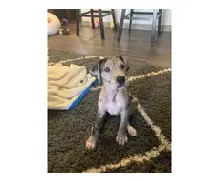 Sweet Great Dane merle puppy looking for good home - 5