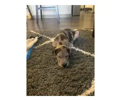 Sweet Great Dane merle puppy looking for good home - 6