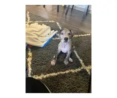 Sweet Great Dane merle puppy looking for good home - 7