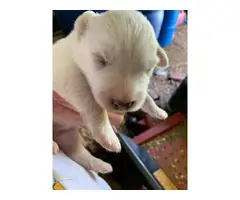 2 full blooded Great Pyrenees puppies - 7