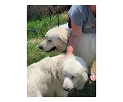 2 full blooded Great Pyrenees puppies - 8