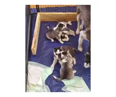 Litter of 4 purebred AKC Husky puppies