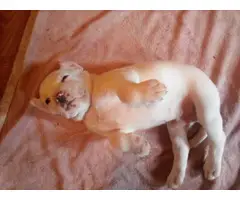 6 cute boxer labrador puppies for sale