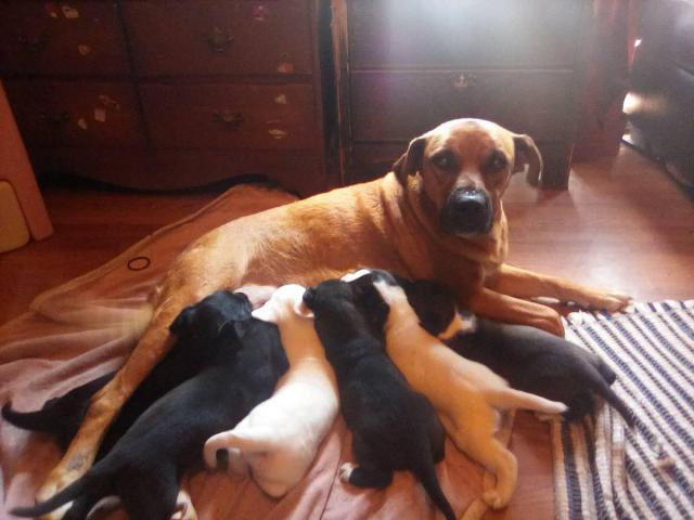 6 cute boxer labrador puppies for sale in Hickory, North