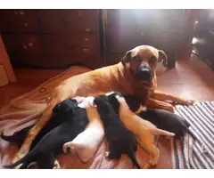 6 cute boxer labrador puppies for sale - 2