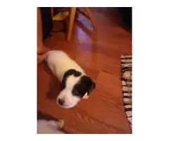 6 cute boxer labrador puppies for sale - 3