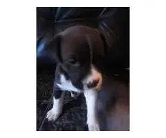 6 cute boxer labrador puppies for sale - 4