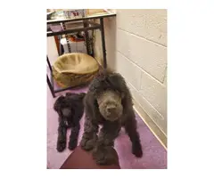 AKC pure bred 10 weeks old standard poodles for sale - 3