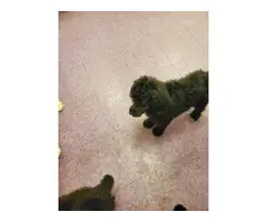 AKC pure bred 10 weeks old standard poodles for sale - 4