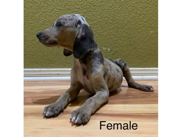 9 weeks old Dachshund puppies up for sale in , Texas - Puppies for Sale