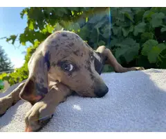 9 weeks old Dachshund puppies up for sale - 3