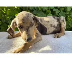 9 weeks old Dachshund puppies up for sale - 4