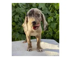 9 weeks old Dachshund puppies up for sale - 5