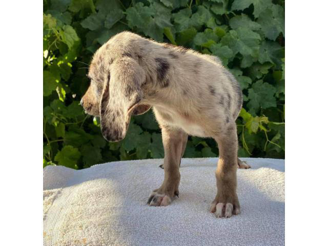 9 weeks old Dachshund puppies up for sale in , Texas - Puppies for Sale