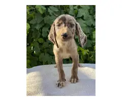 9 weeks old Dachshund puppies up for sale - 7