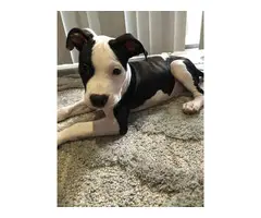 3 months old male Blue nose pit bull puppy looking for a home