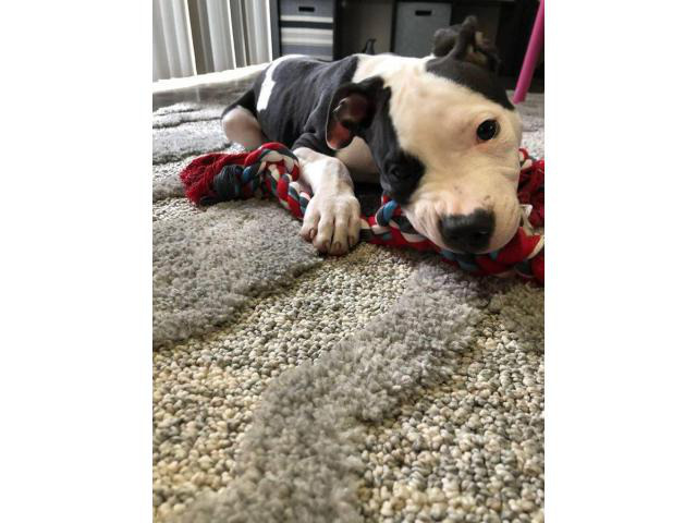 3 months old male Blue nose pit bull puppy looking for a home ...