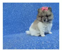 3 Pomeranian puppies in need of a new home