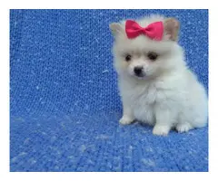 3 Pomeranian puppies in need of a new home - 2