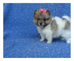 3 Pomeranian puppies in need of a new home - 3