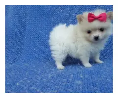 3 Pomeranian puppies in need of a new home - 4