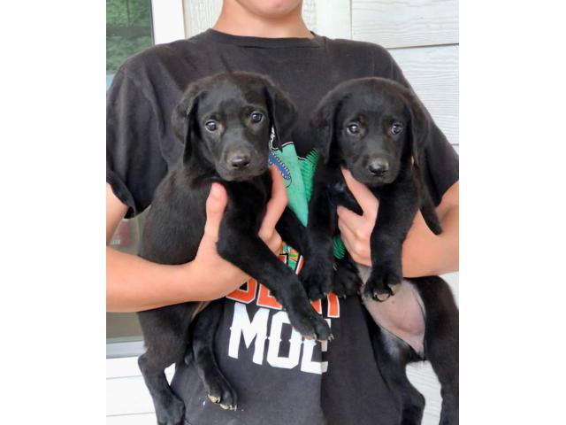 Labradoodle puppies small rehoming fee College Station - Puppies for ...