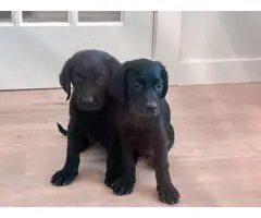 Labradoodle puppies small rehoming fee - 2