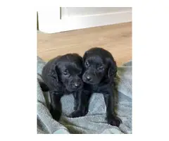 Labradoodle puppies small rehoming fee - 3