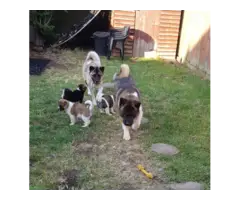 American Akita Puppies for sale
