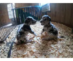 Great Dane puppies Merle, black, and harlequins - 7