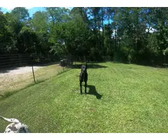 Great Dane puppies Merle, black, and harlequins - 8