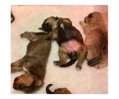 Beautiful Golden retriever Puppies for sale - 1