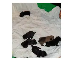 Five boys, one girl pug puppies - 3
