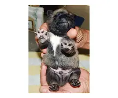 Five boys, one girl pug puppies - 7