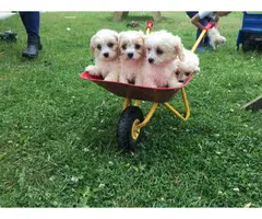 Covachon puppies for sale