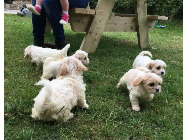 Covachon puppies for sale - 2/6