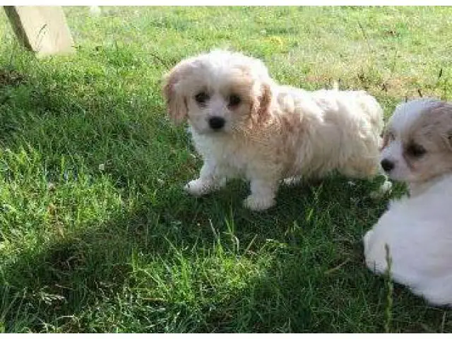 Covachon puppies for sale - 3/6