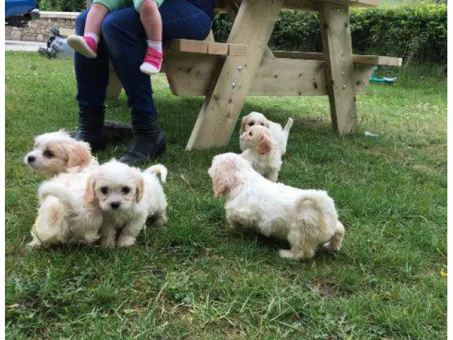 Covachon puppies for sale - 5/6