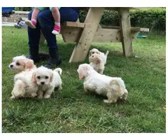 Covachon puppies for sale - 5