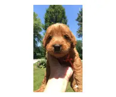 Six males and four females labradoodle pups for sale