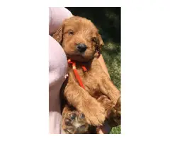 Six males and four females labradoodle pups for sale - 2