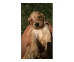 Six males and four females labradoodle pups for sale - 4