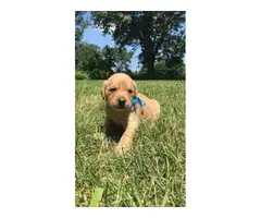 Six males and four females labradoodle pups for sale - 5