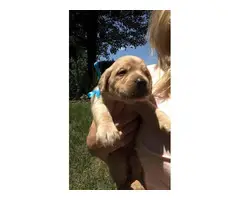 Six males and four females labradoodle pups for sale - 8