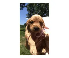 Six males and four females labradoodle pups for sale - 11